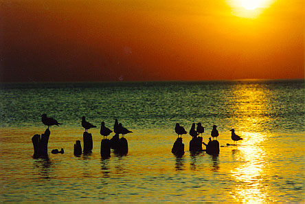 Seagulls at Sunset on Silver Beach, St. Joseph, Michigan